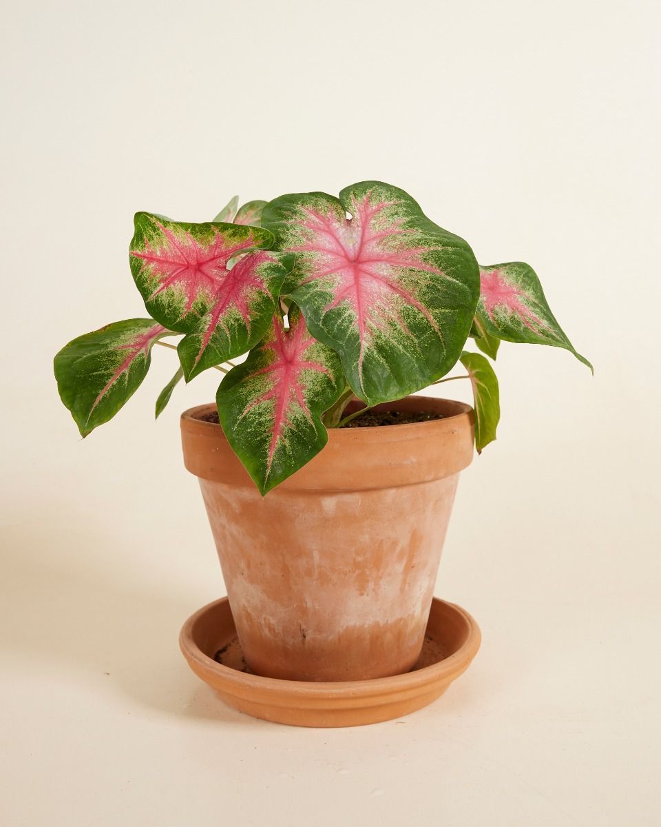 Baby Caladium Angel wings Caladium Tuber - Rosebud