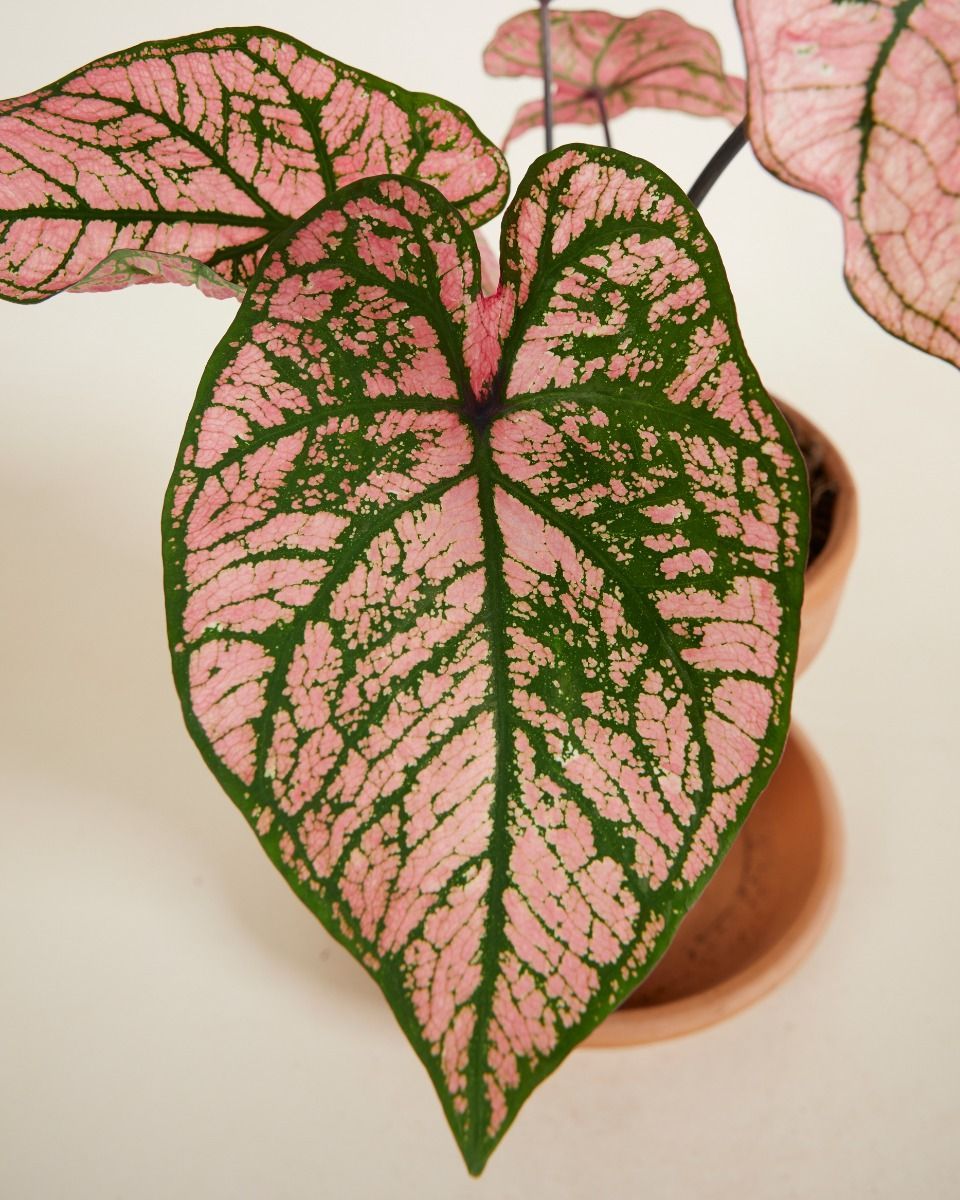 Baby Caladium Angel wings Caladium Tuber - Spring Fling