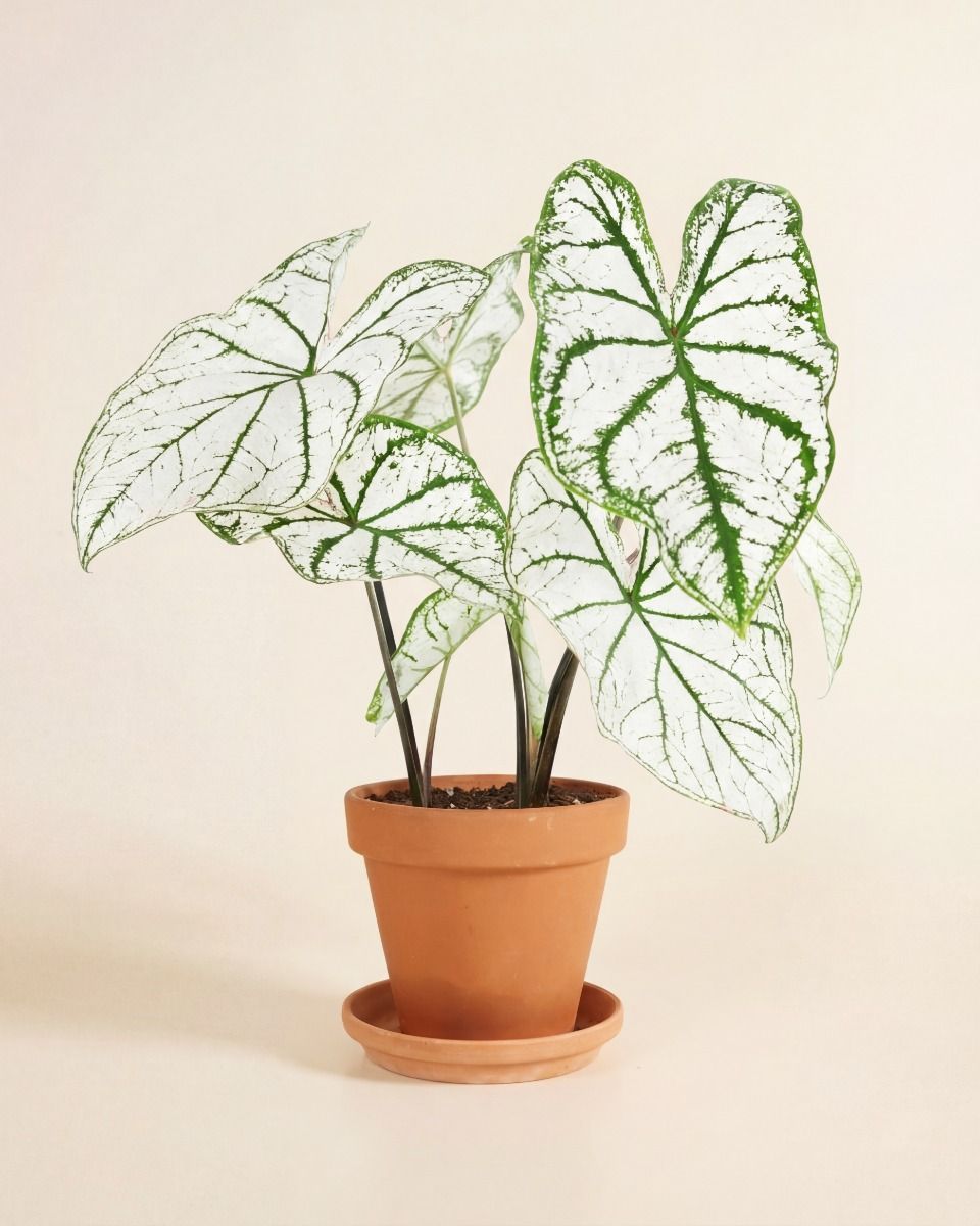 Baby Caladium Caladio Caladium Tuber - White Christmas