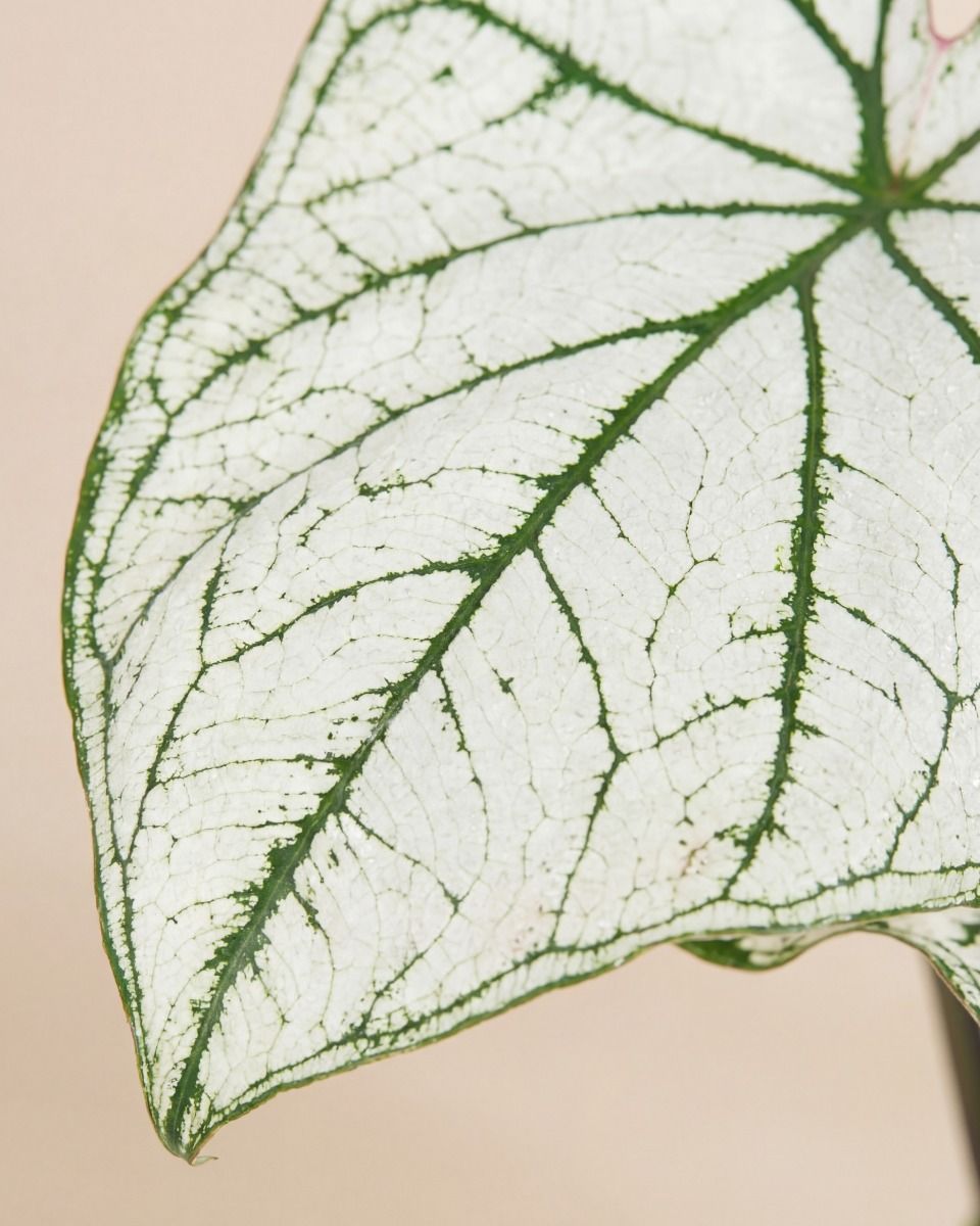 Baby Caladium Caladio Caladium Tuber - White Christmas