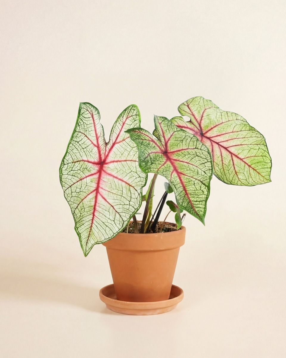 Baby Caladium Caladio Caladium Tuber - White Queen