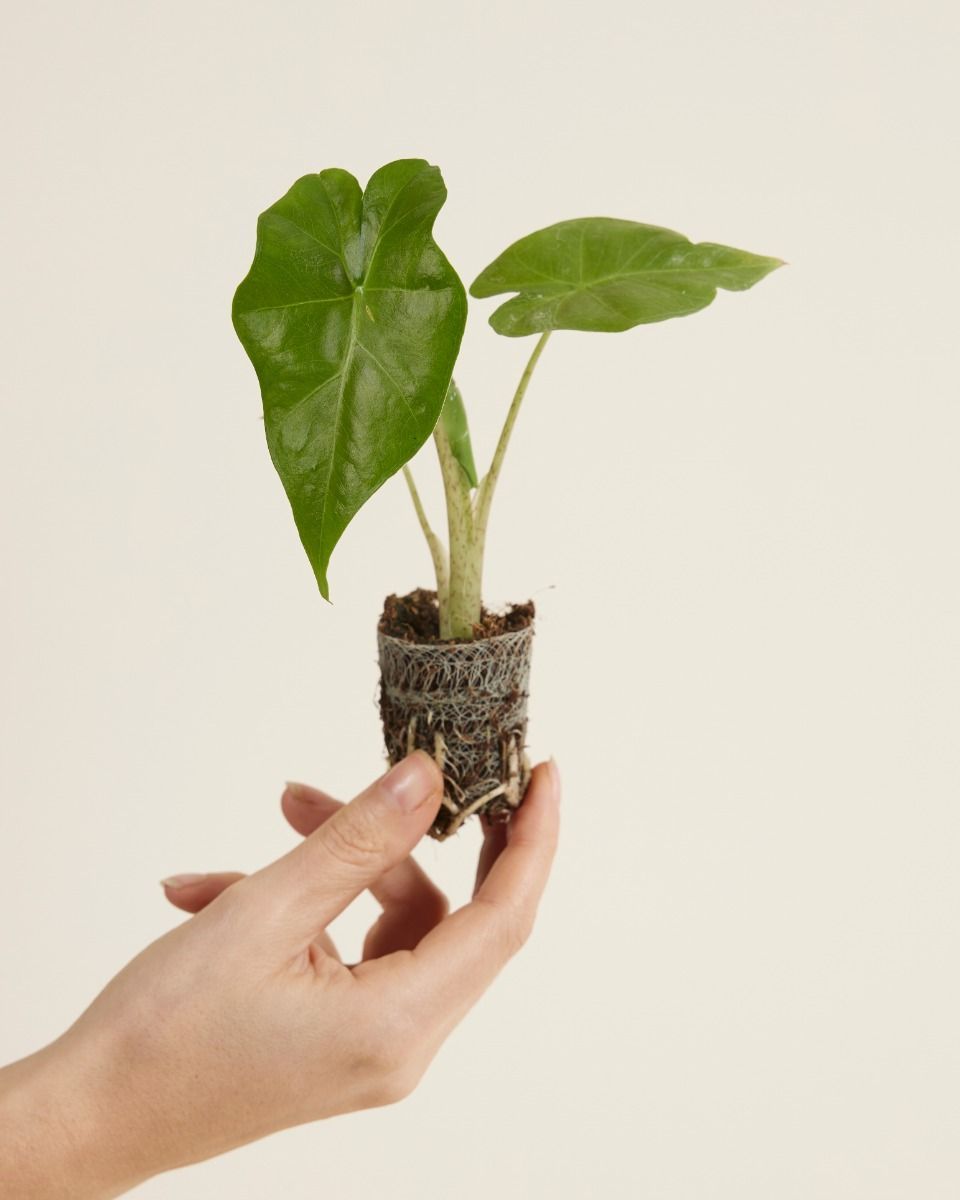 Bébé Alocasia Oreille d'éléphant Portodora
