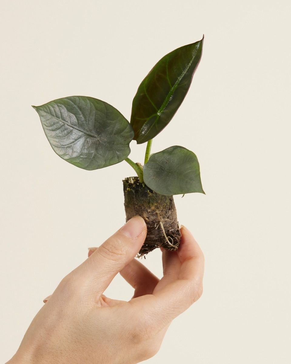 Baby Alocasia Elephant Ears Nebula