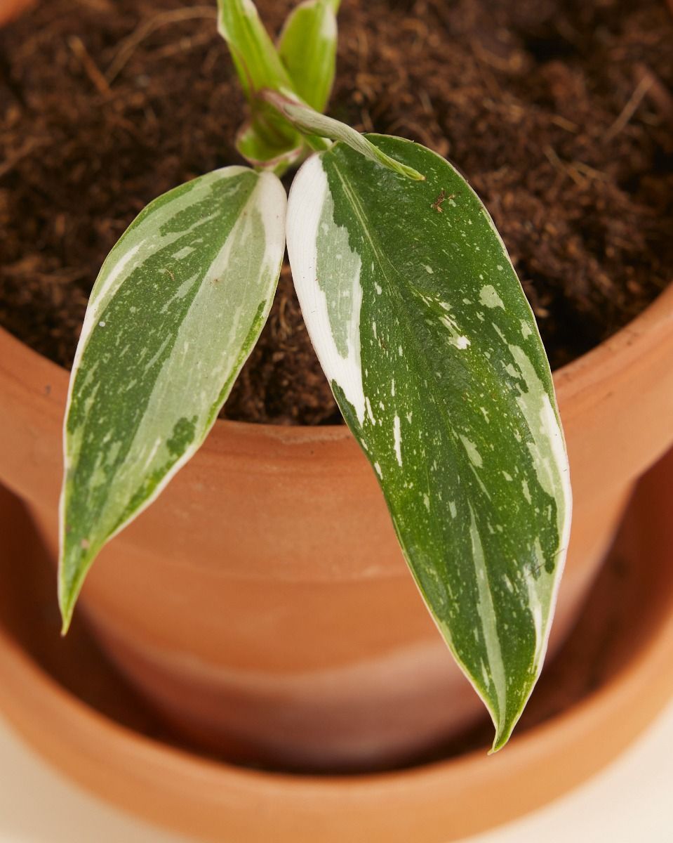 Bébé Philodendron White Princess