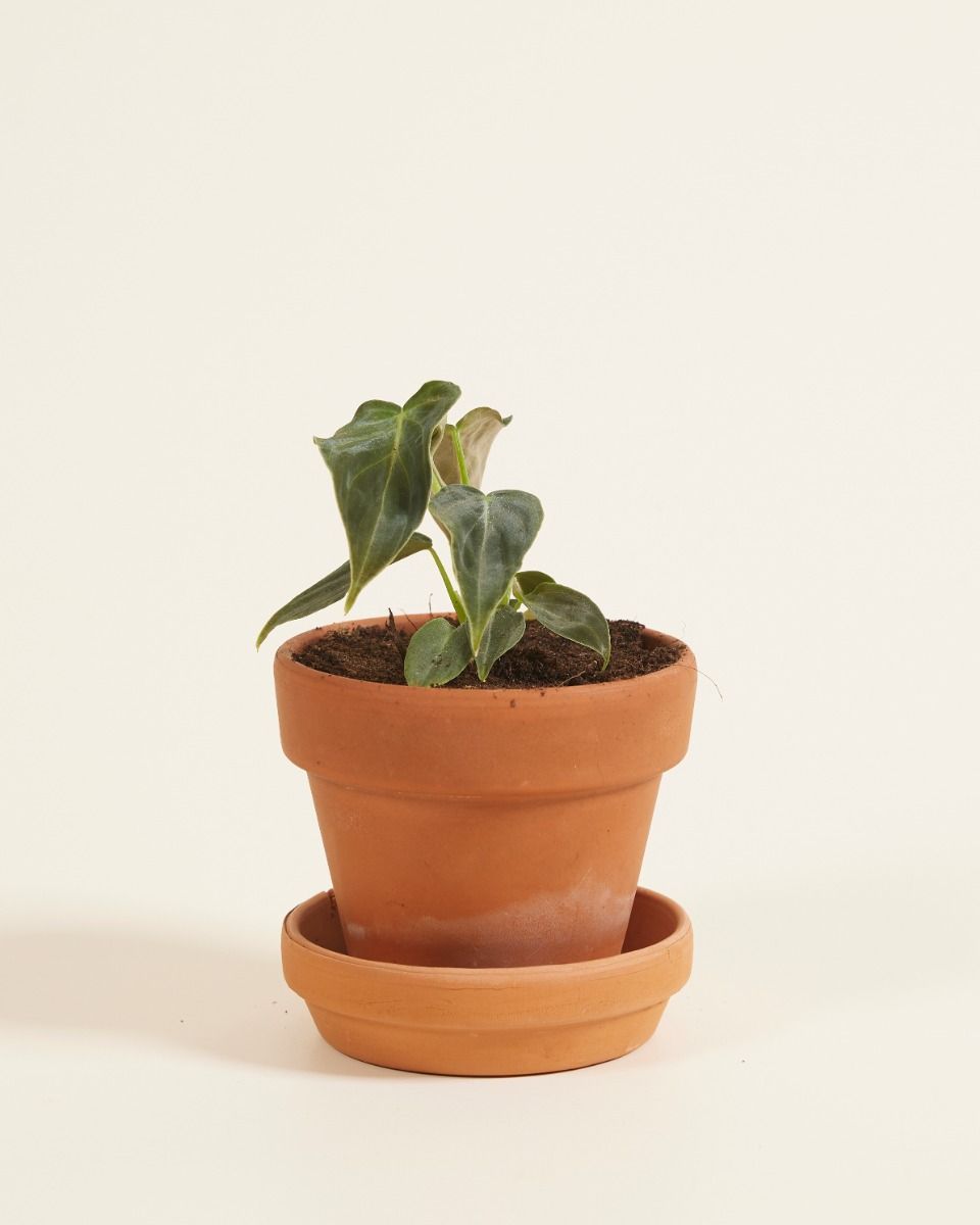 Baby Philodendron Splendid