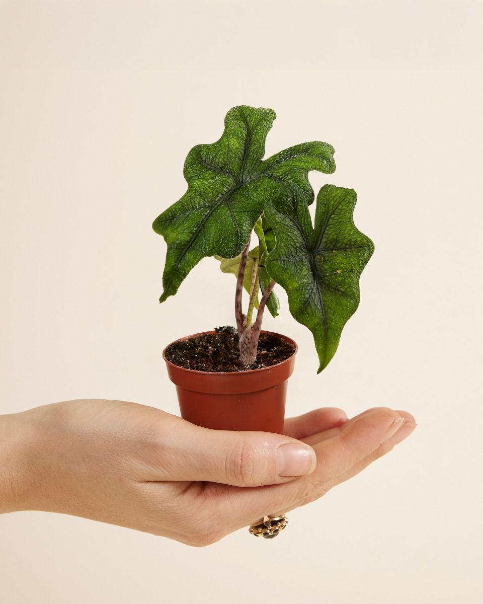 Baby Alocasia Elephant Ears Jacklyn