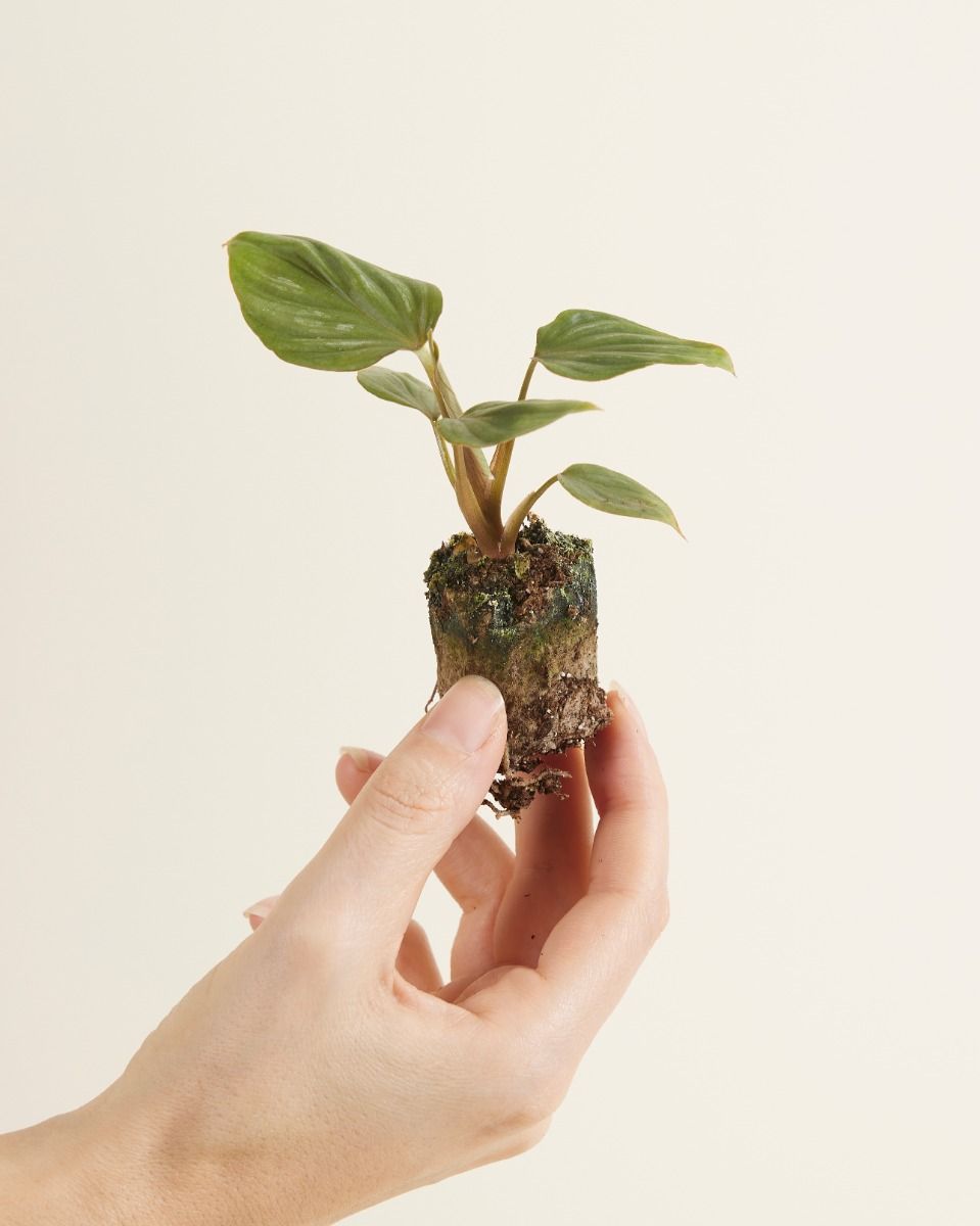 Baby Philodendron Baumfreund Plowmanii