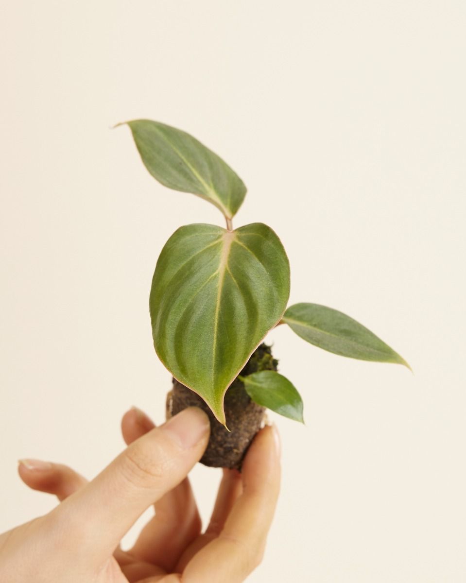 Baby Philodendron Baumfreund Gloriosum