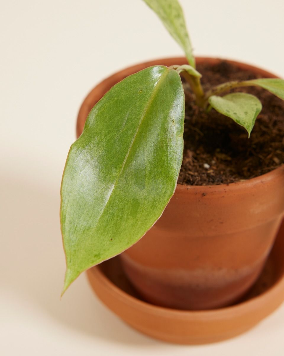 Baby Philodendron Paraiso Verde