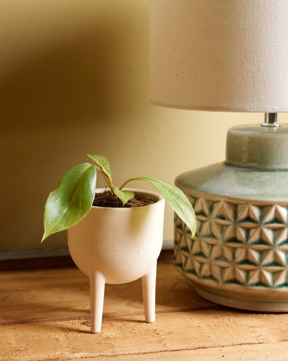 Baby Philodendron Paraiso Verde