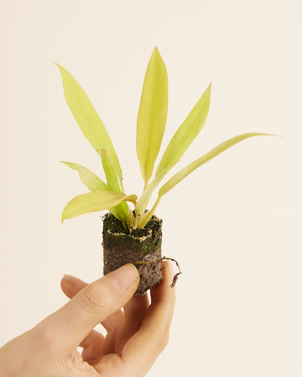 Bébé Philodendron Golden Saw