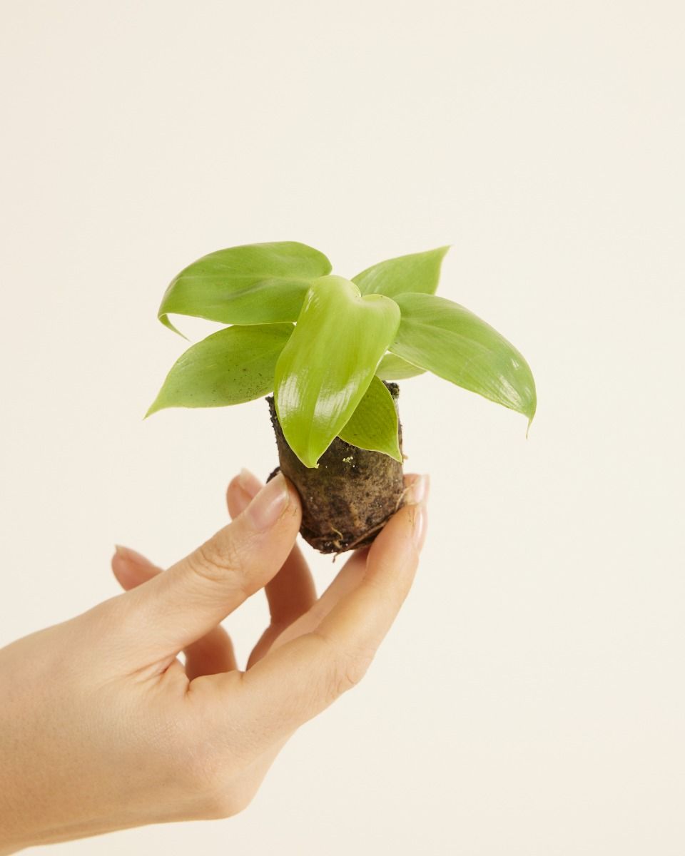 Bébé Philodendron Horsehead Golden Violin