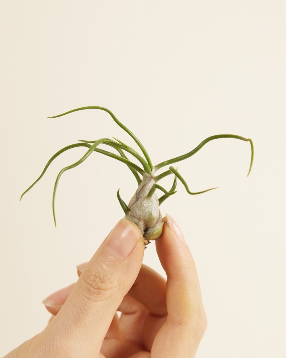 Baby Tillandsia Air plant Bulbosa