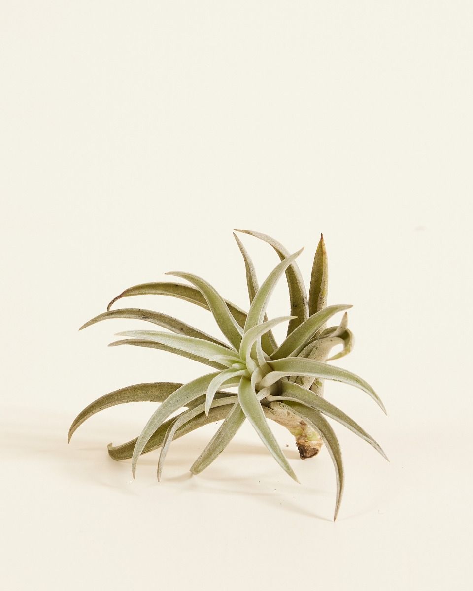Baby Tillandsia Air plant Harrisii