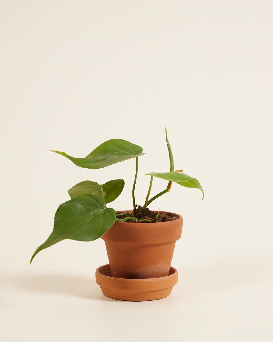 Baby Philodendron Scandens