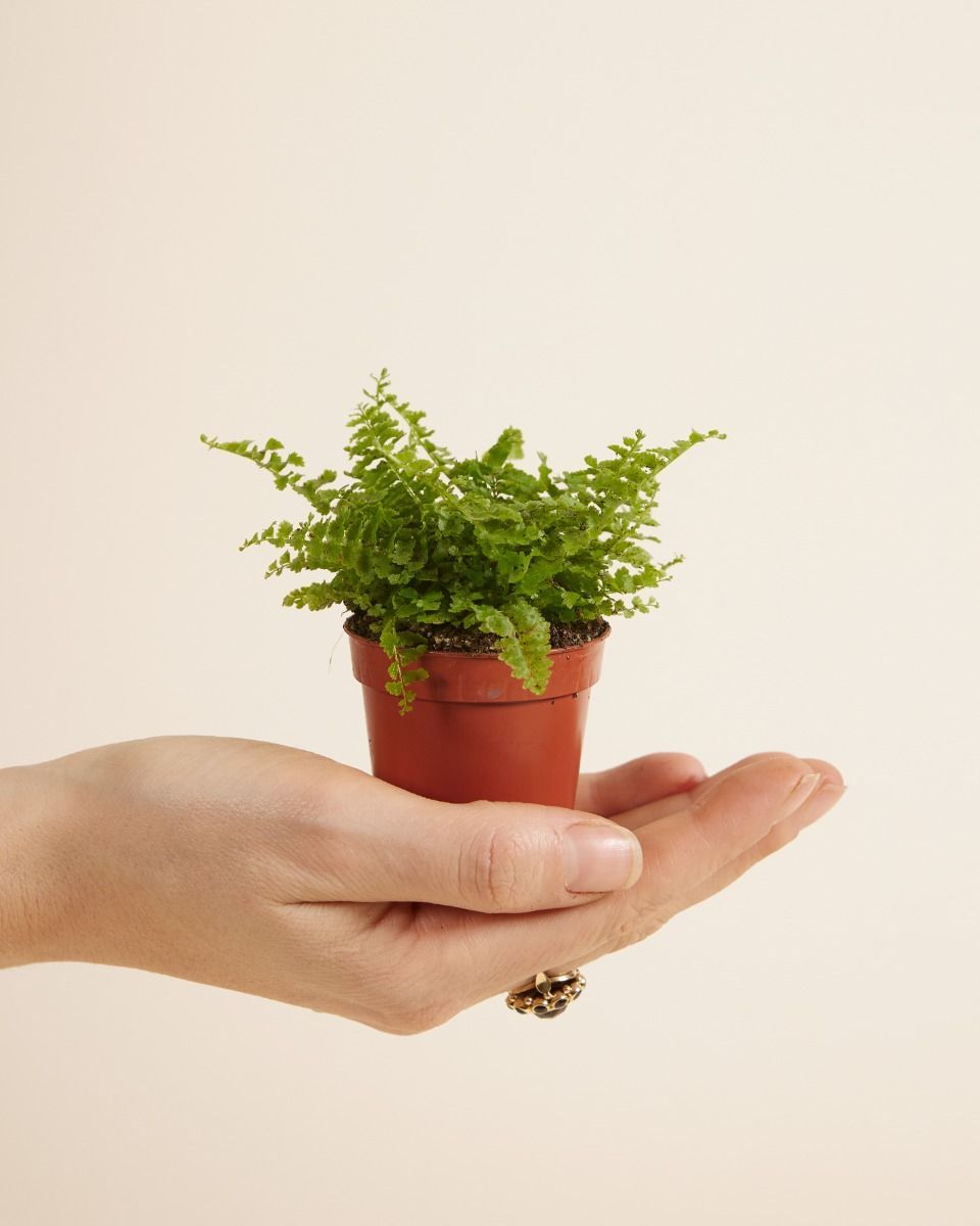 Baby Nephrolepis Swordfern Green Fantasy