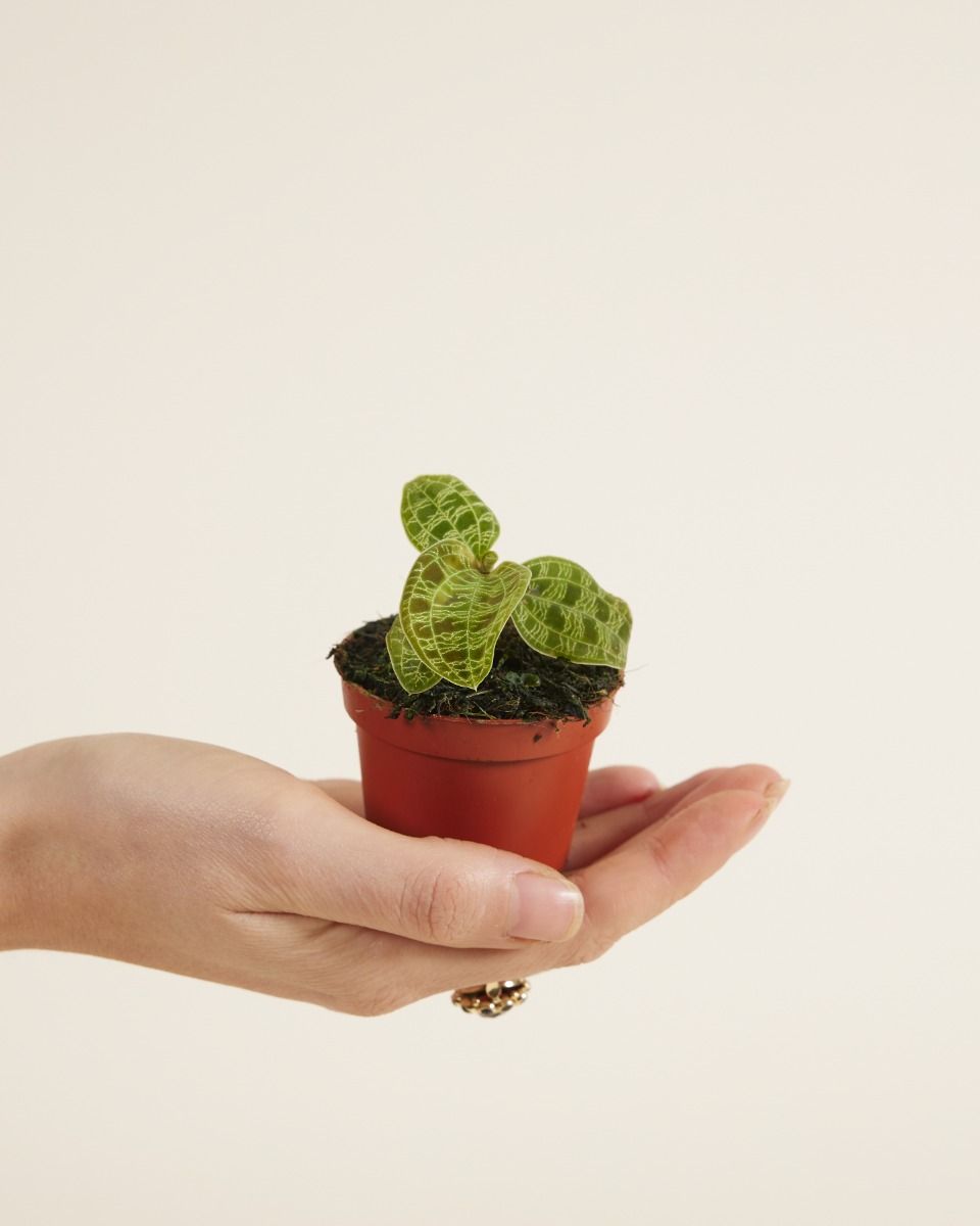 Baby Jewel Orchid Macodes Petola