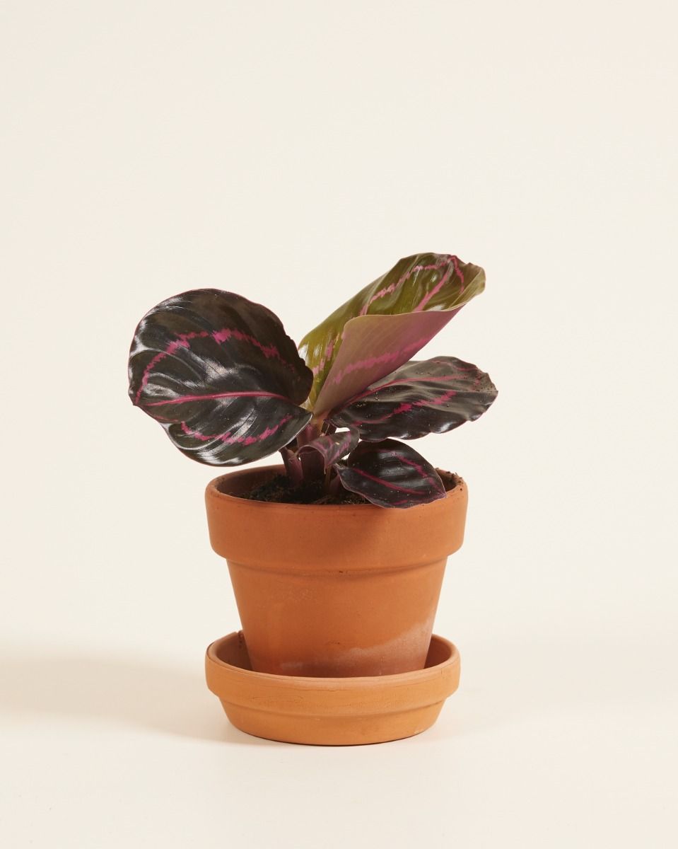 Bébé Calathea Plante paon Roseopicta Dottie