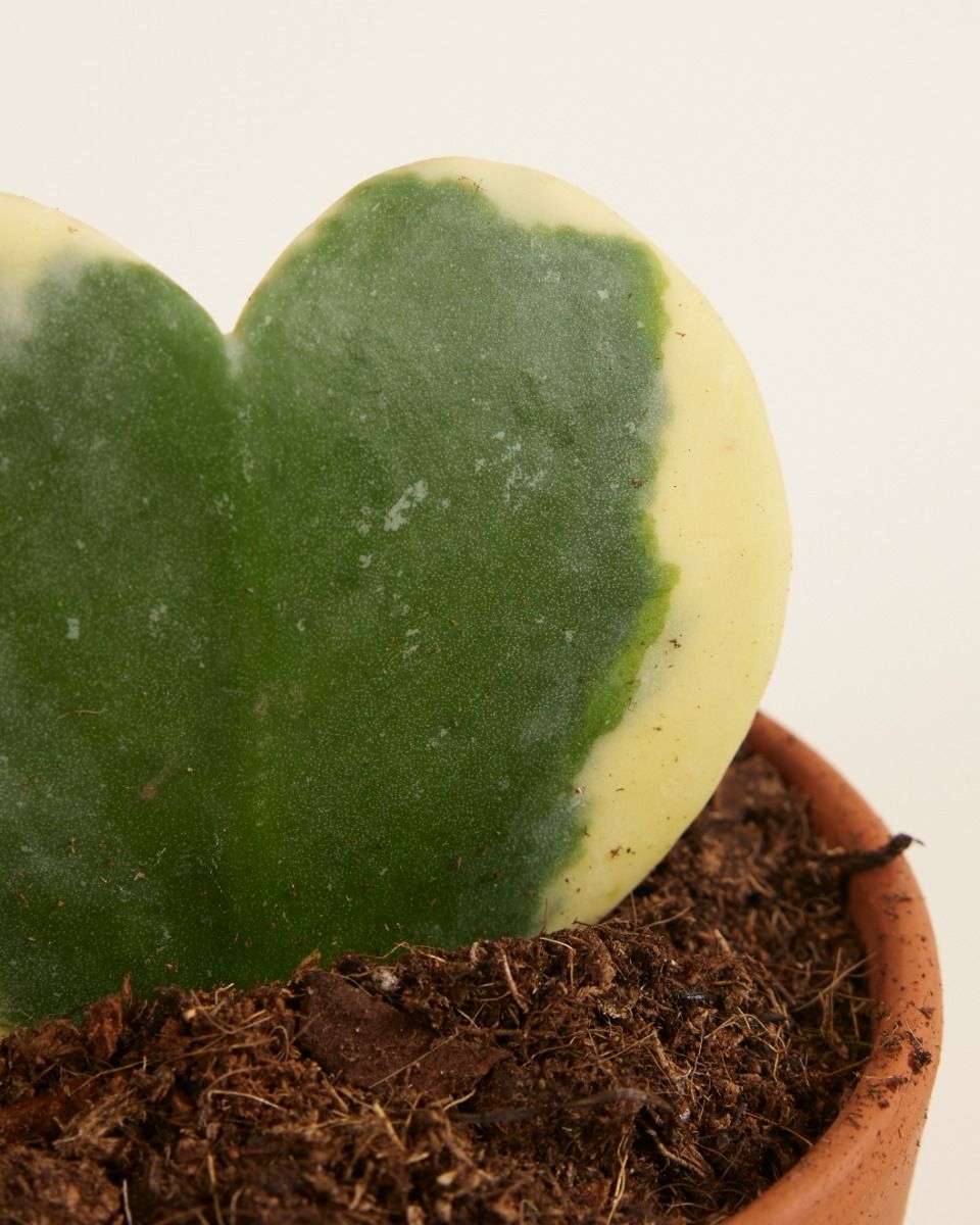 Baby Hoya Kerrii Albomarginata