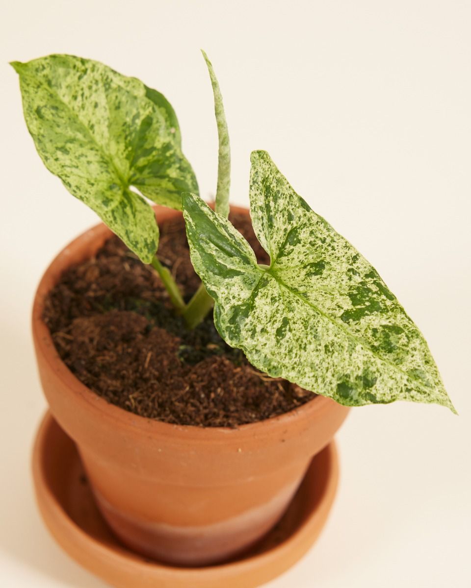 Baby Syngonium Mottled