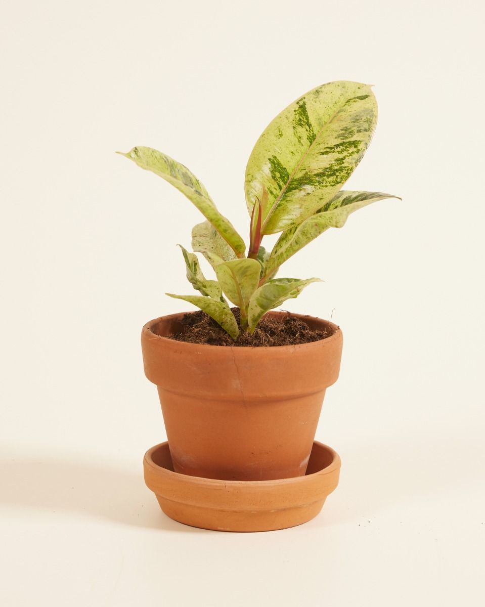 Baby Ficus Rubberboom Shivereana Moonshine