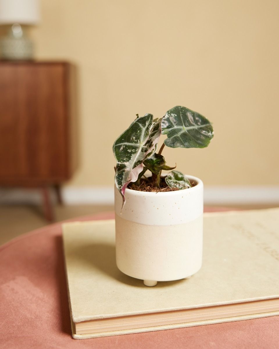 Baby Alocasia Elephant Ears Polly Variegated
