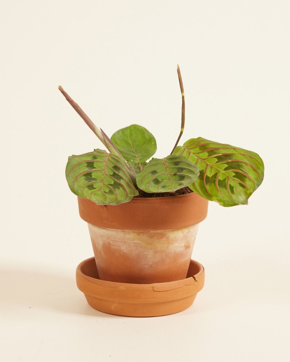 Bébé Maranta Marante Leuconeura Fascinator