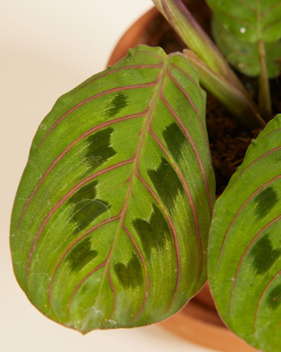 Bébé Maranta Marante Leuconeura Fascinator