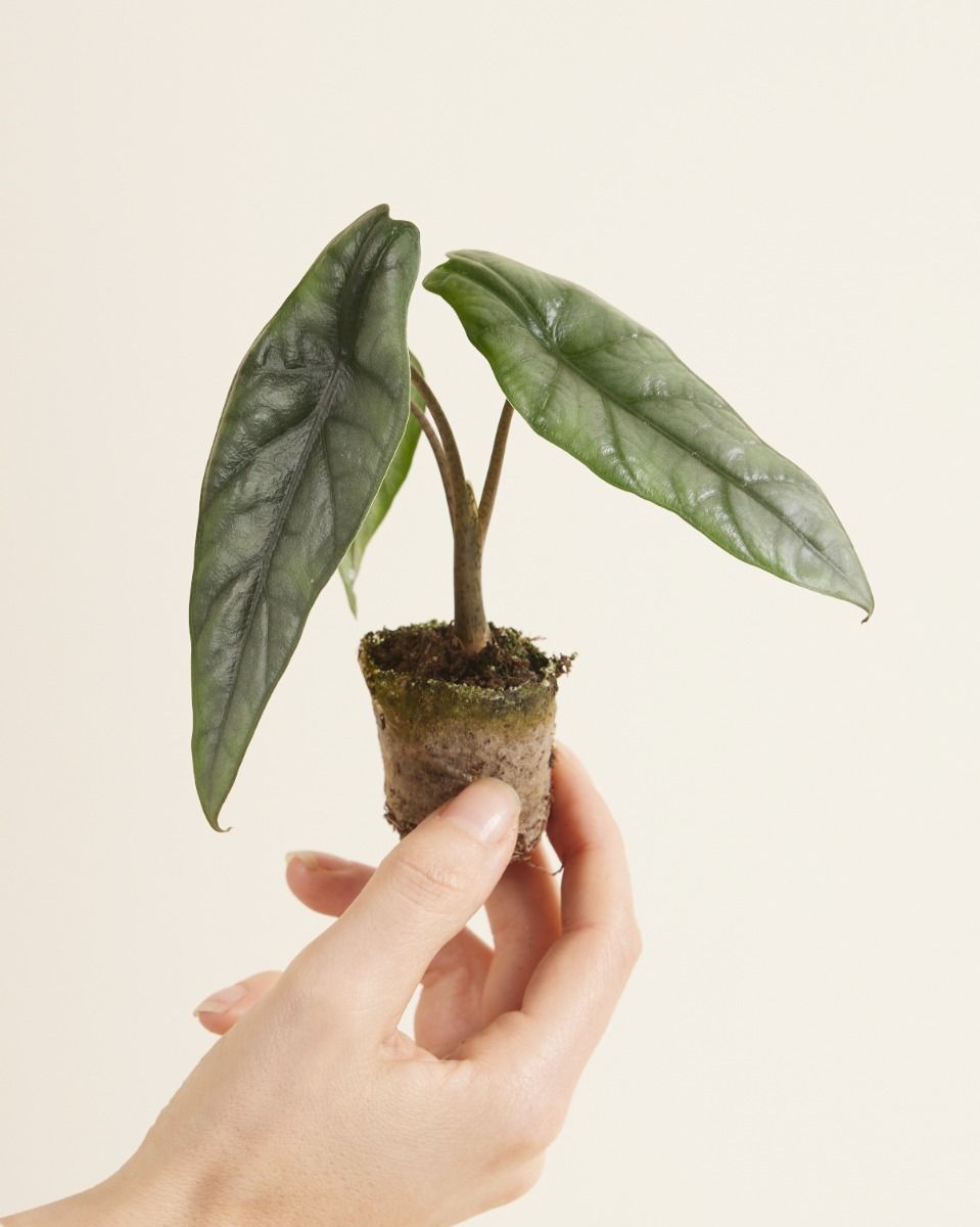 Bébé Alocasia Oreille d'éléphant Heterophylla