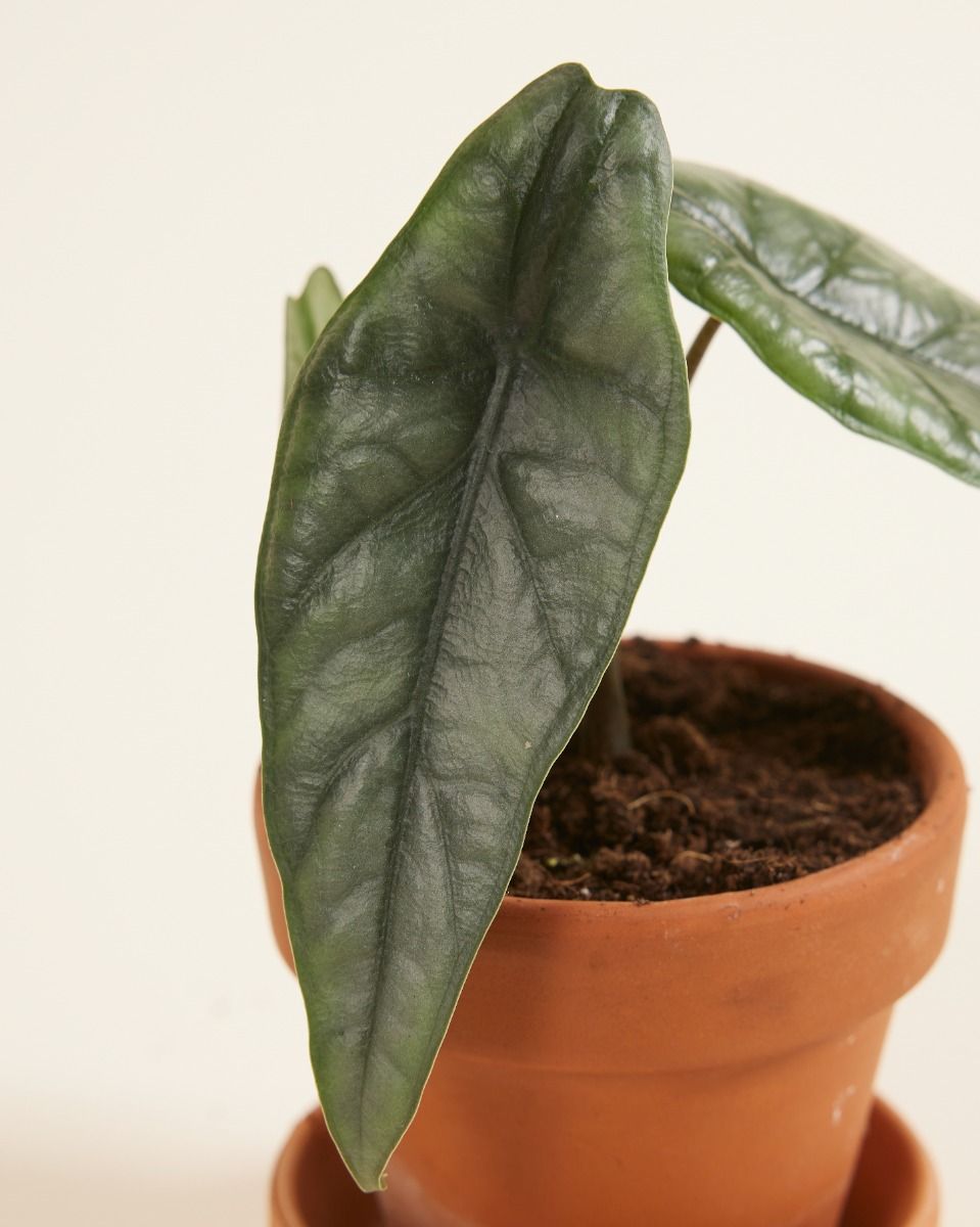 Baby Alocasia Elephant Ears Heterophylla 