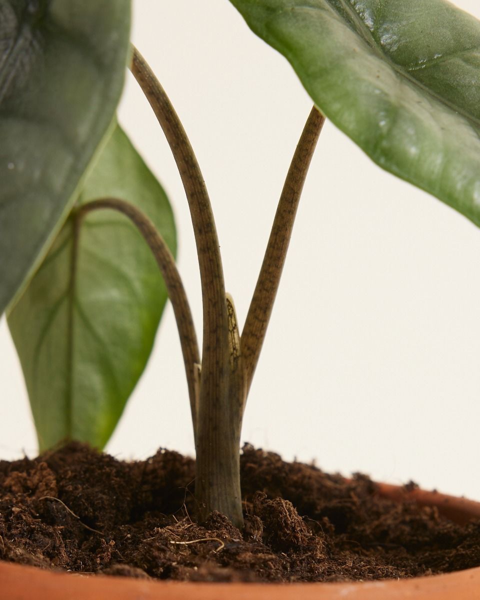 Baby Alocasia Elephant Ears Heterophylla 