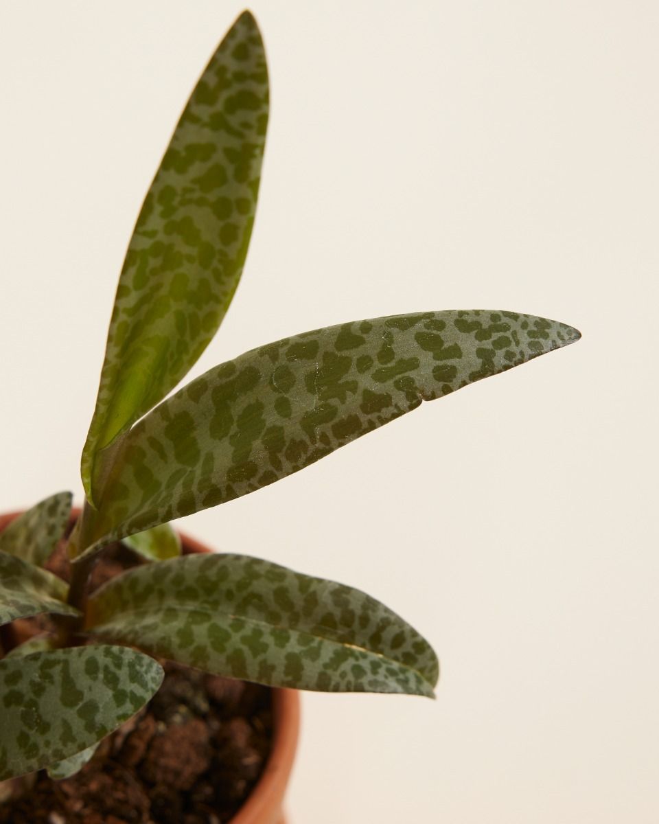 Bébé Ledebouria Silver Squil Socialis 