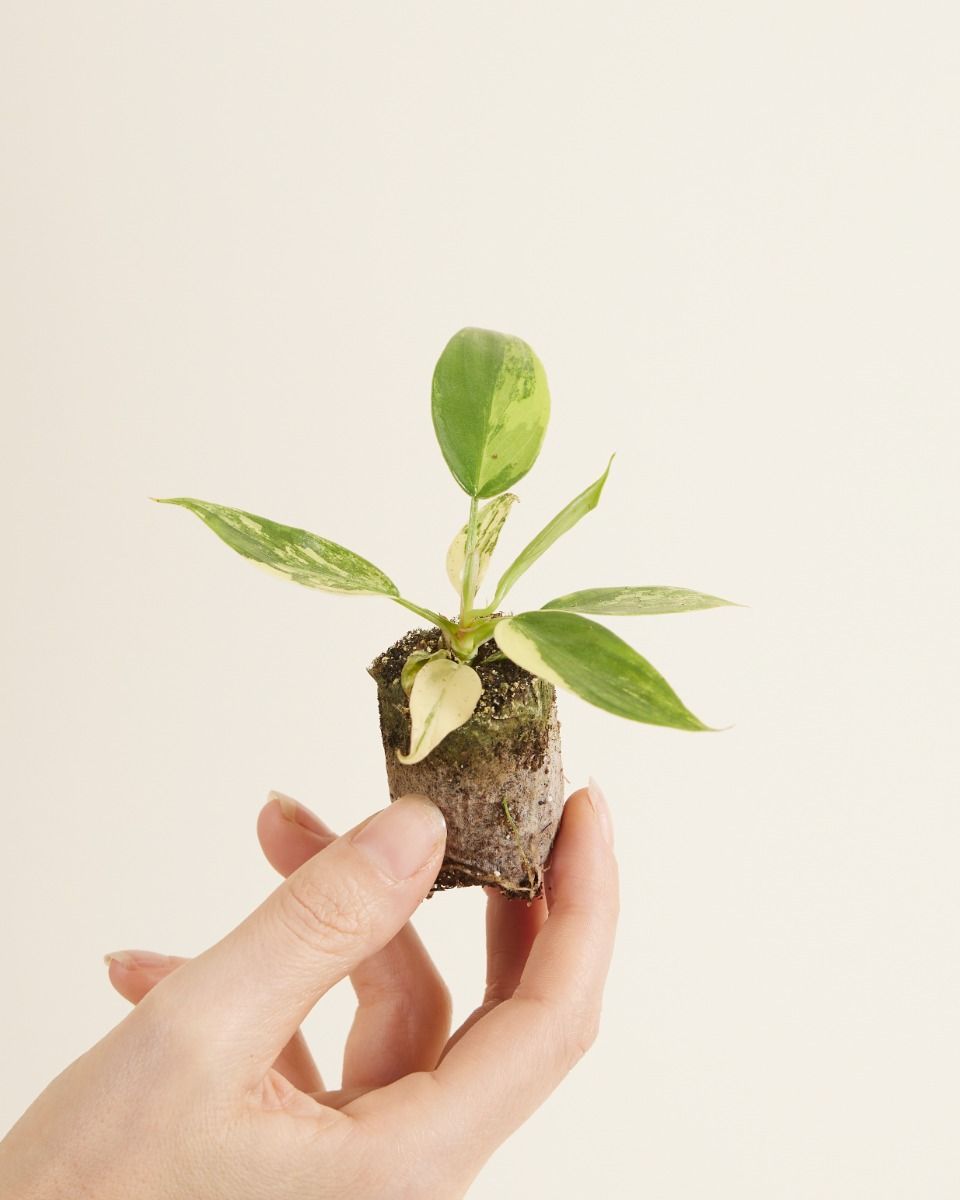 Baby Philodendron Florida Beauty