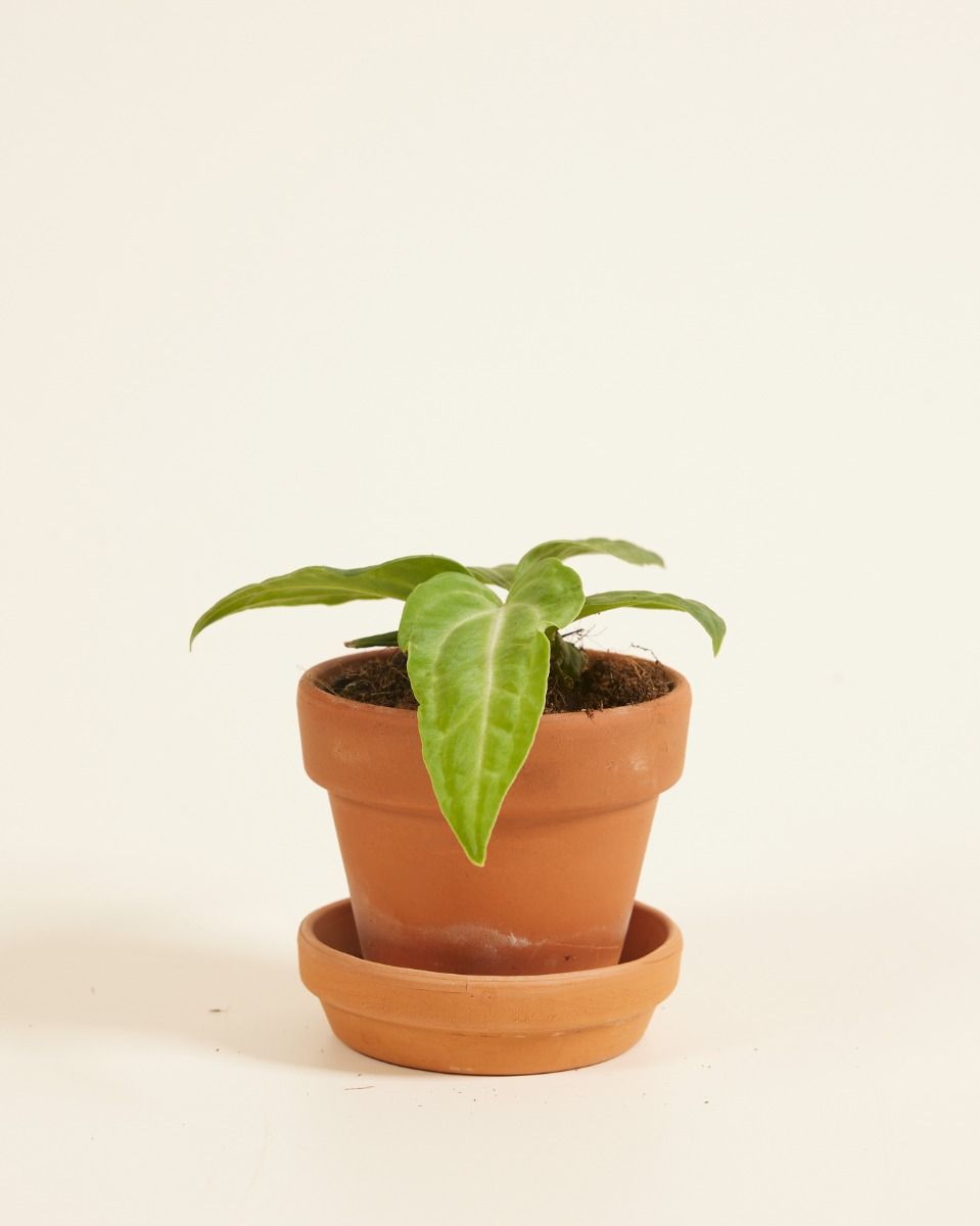 Bébé Anthurium Langue de feu Villenaorum