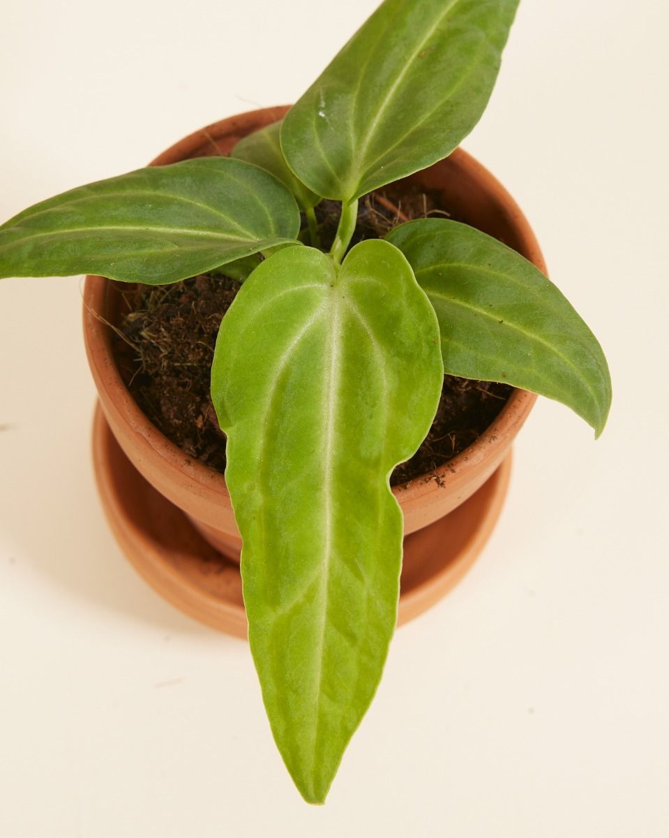 Bébé Anthurium Langue de feu Villenaorum