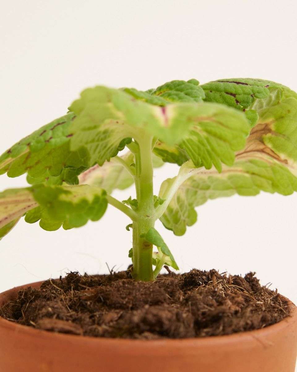 Baby Coleus Siernetel Spacecake 