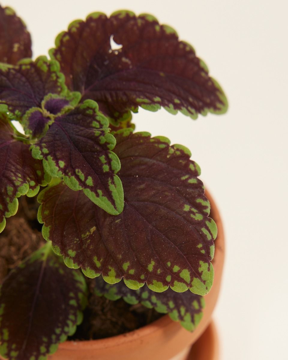 Baby Coleus Spurflower 'Main Street Abbey Road'