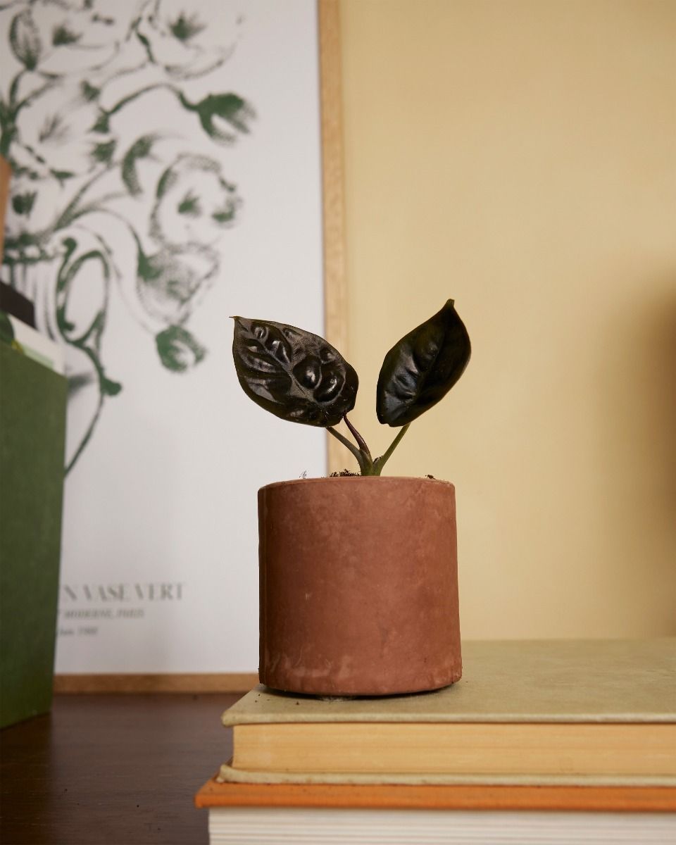Baby Alocasia Olifantsoor Infernalis 