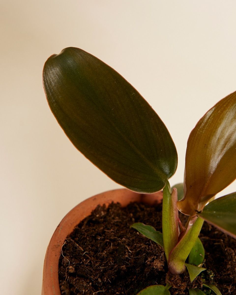 Bébé Philodendron Florida Bronze