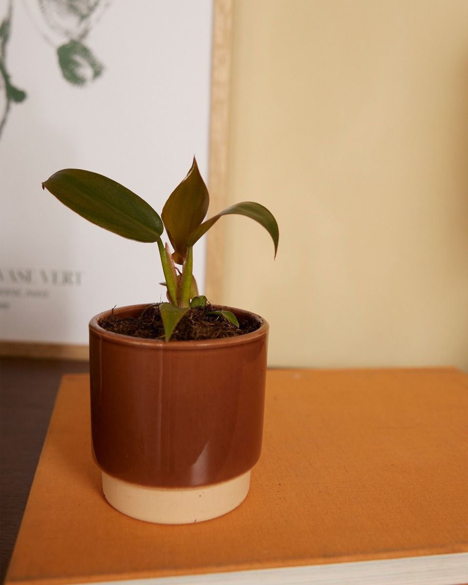 Bébé Philodendron Florida Bronze