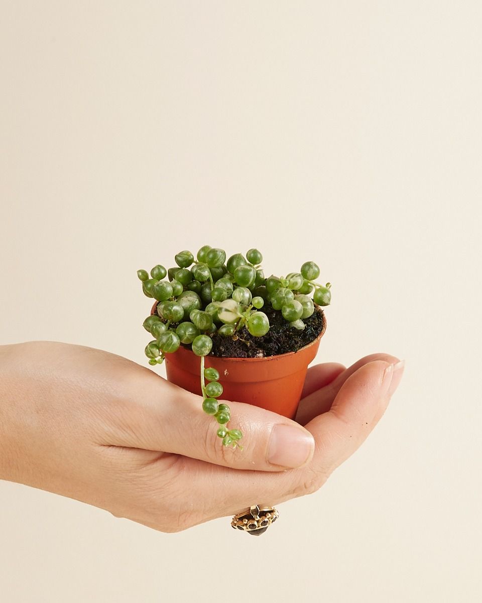 Baby Senecio String of Pearls Rowleyanus Variegated