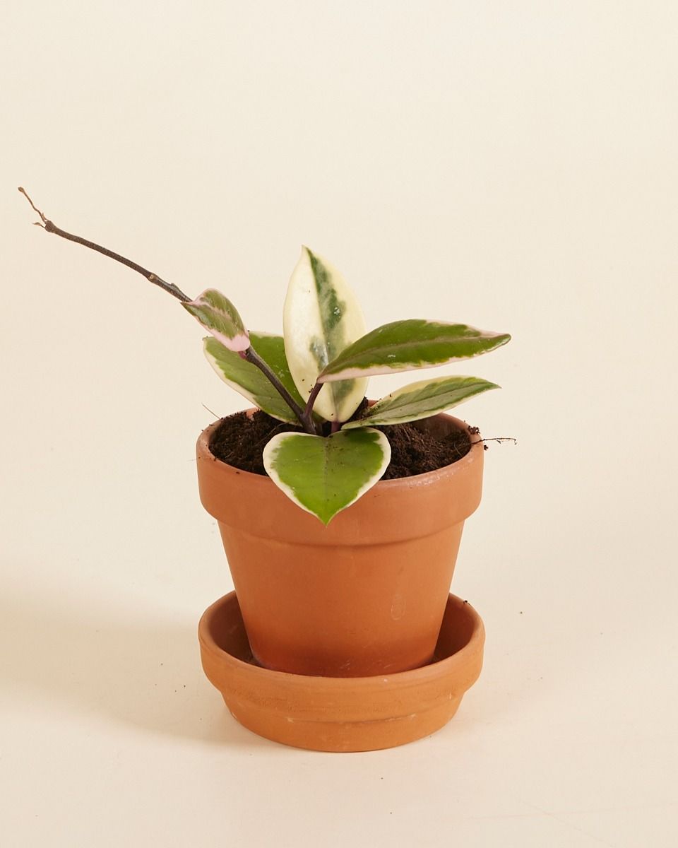 Baby Hoya Fiore di cera Flamingo Dream 'Star of Java'