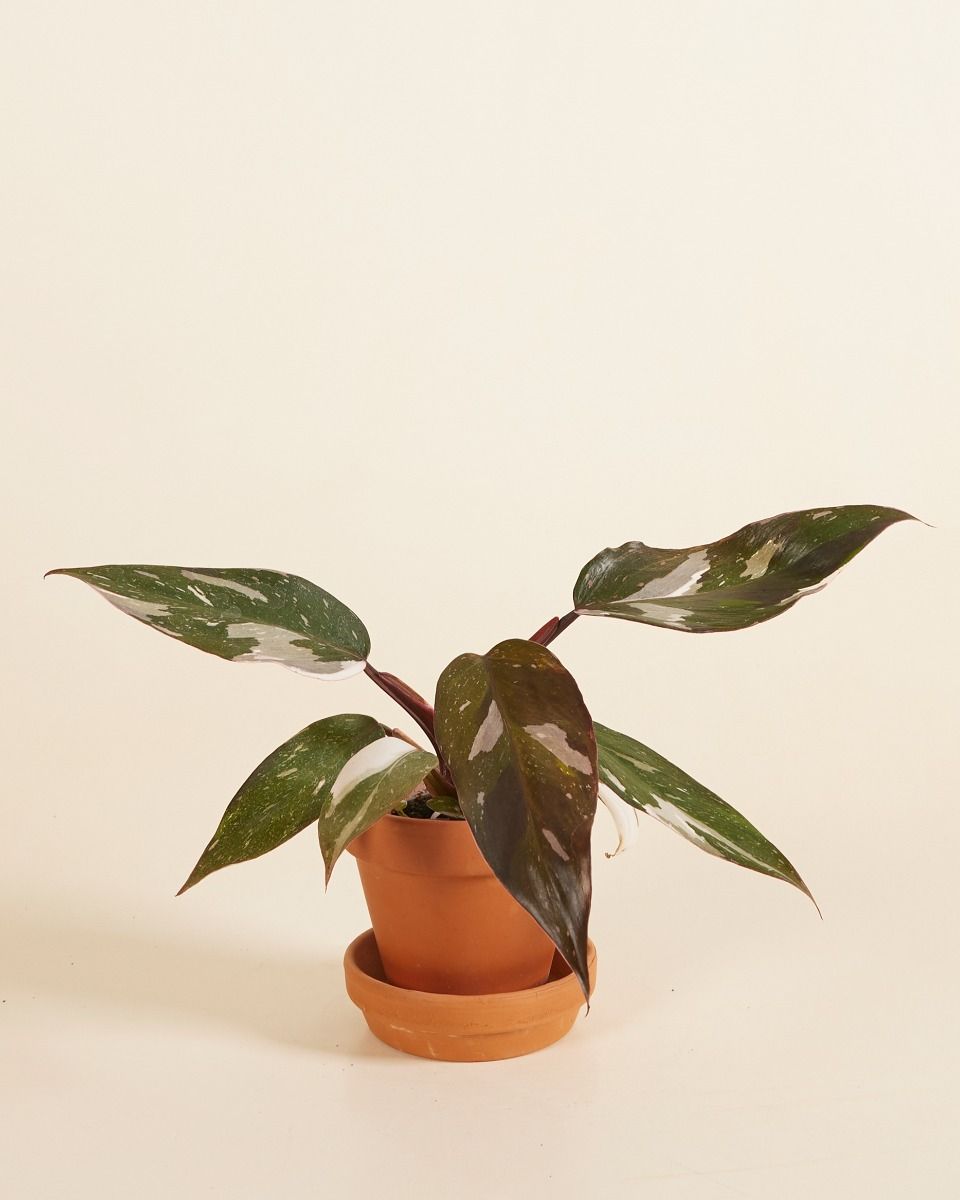 Baby Philodendron Red Anderson
