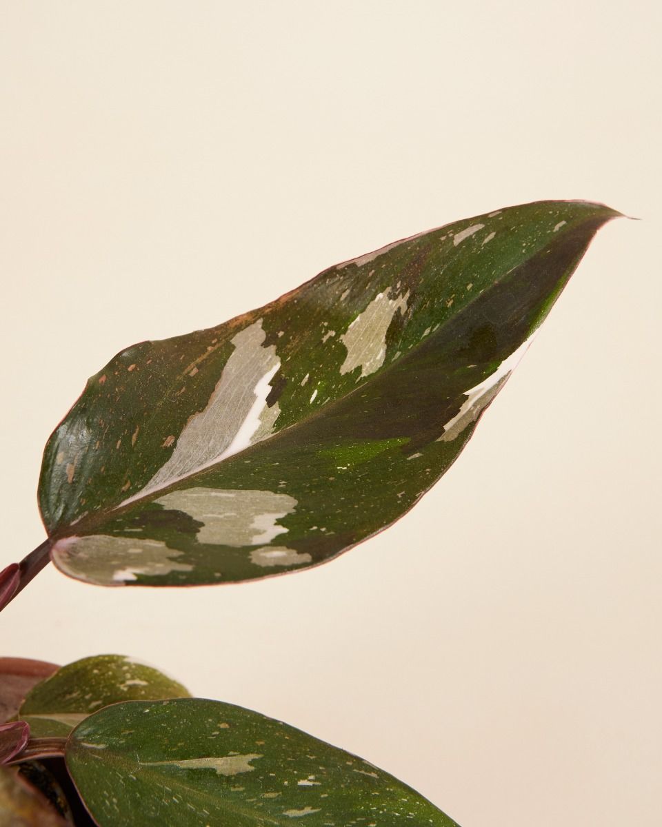 Baby Philodendron Red Anderson