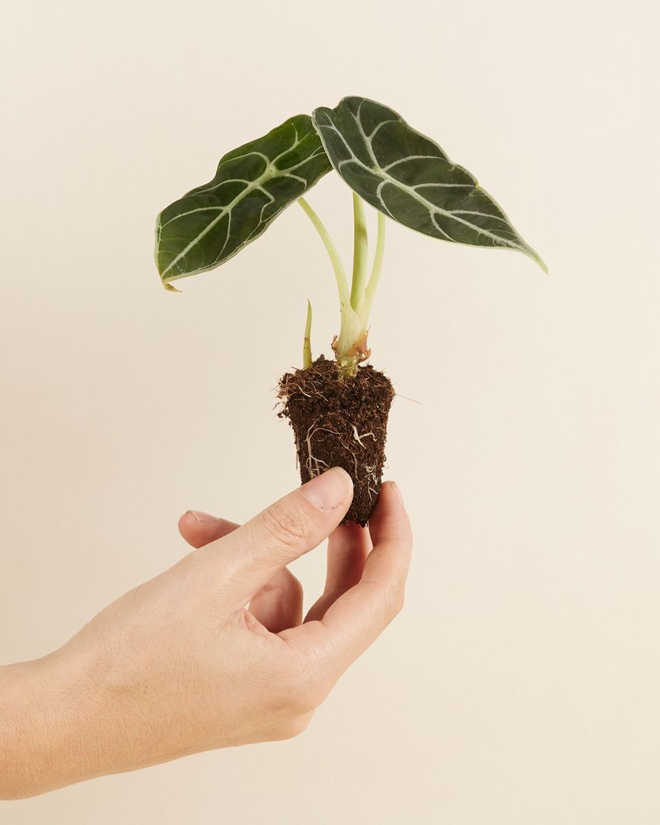 Bébé Alocasia Watsonia
