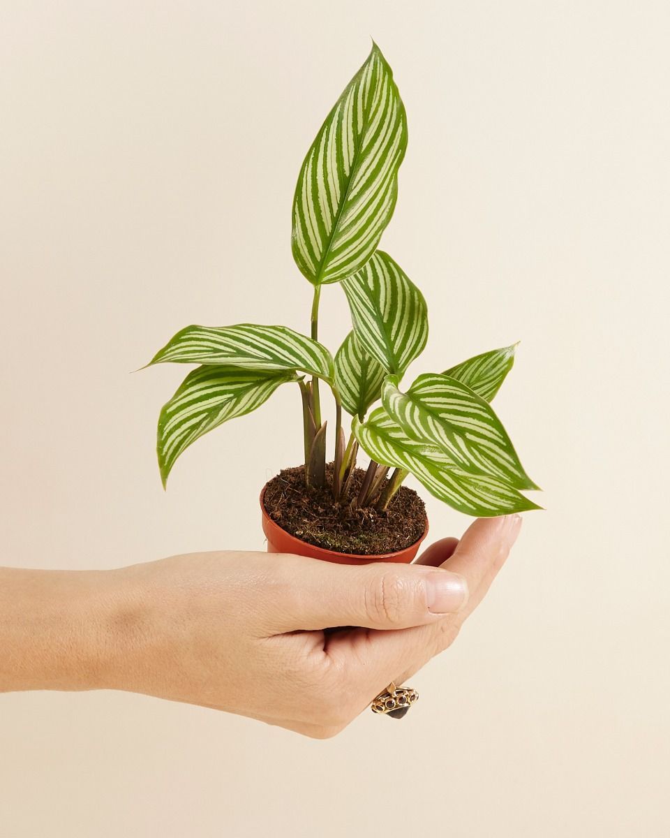 Bébé Calathea Plante paon Vittata