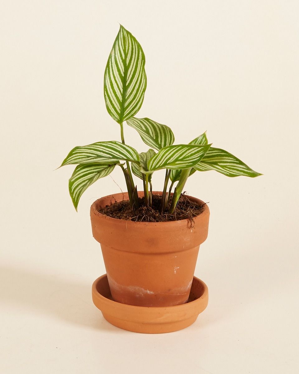 Baby Calathea Pauwenplant Vittata