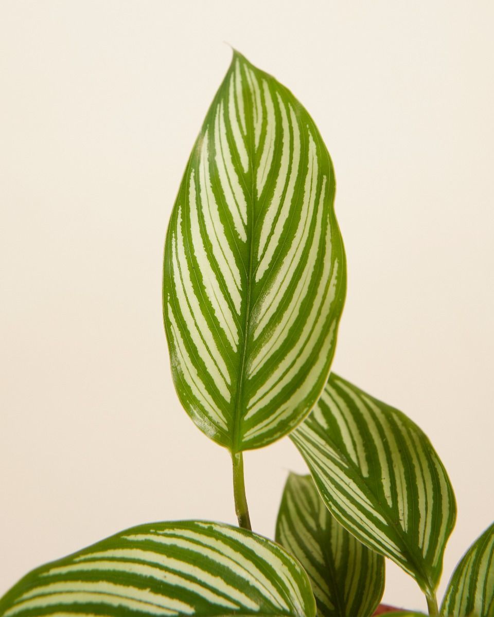 Baby Calathea Pauwenplant Vittata