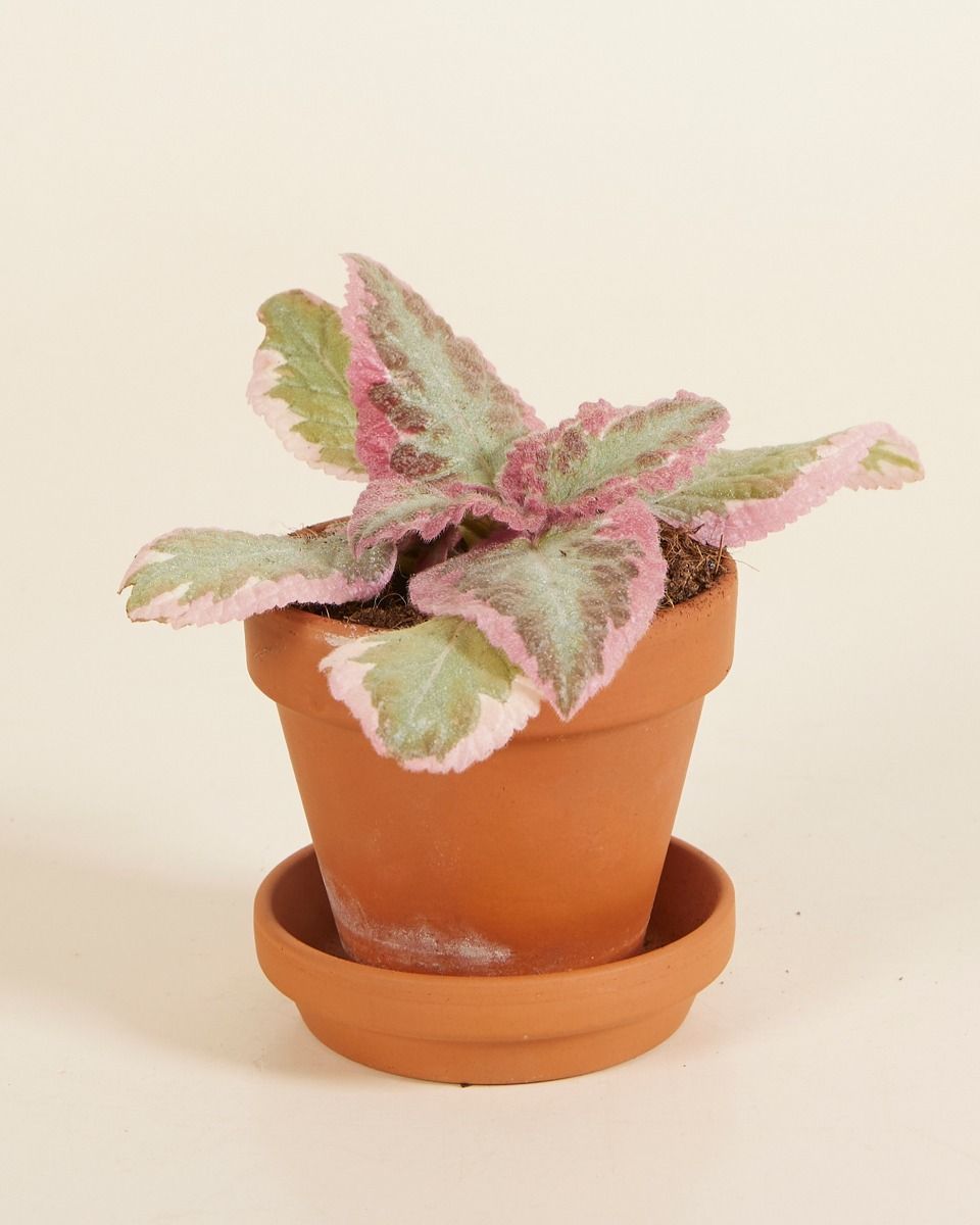 Baby Episcia Pink Brocade
