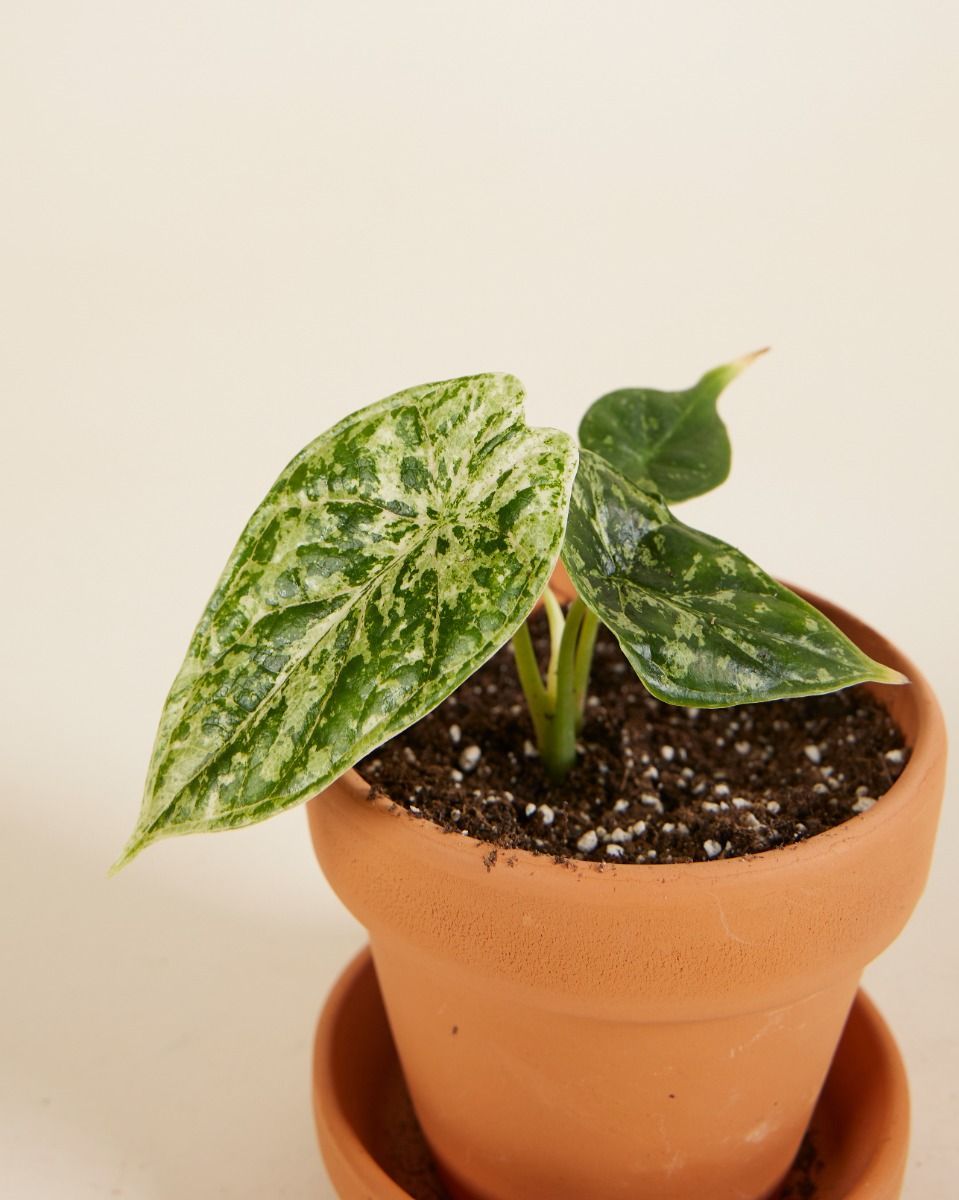 Baby Alocasia Dragon Scale Mint Variegated
